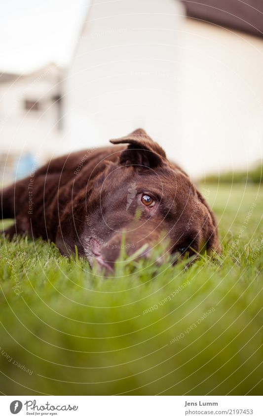 Bring mich nach Hause, Taximann Tier Haustier Hund 1 alt braun grün Wiese liegen Erholung Denken Müdigkeit Traurigkeit Fell Auge Dorf Krankheit Heimweh Farbfoto