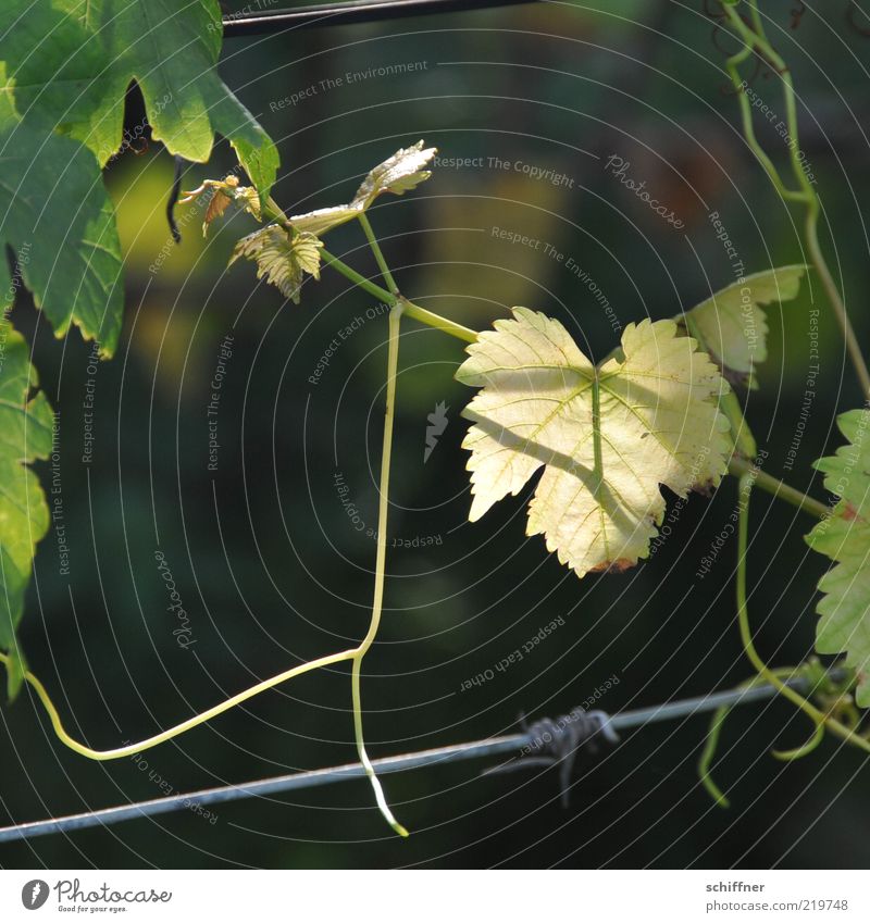 Guter Jahrgang? Herbst Nutzpflanze leuchten Wein Blatt Blattadern durchscheinend Weinblatt Weinranken Ranke Draht festhalten Detailaufnahme Tag Schatten