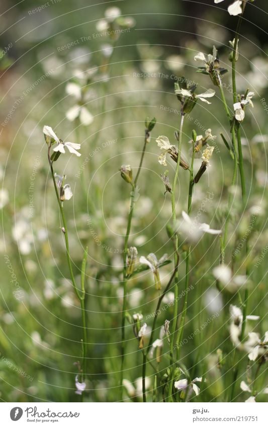 Sommergrüße SE Umwelt Natur Pflanze Blume Gras Blatt Blüte Grünpflanze Wildpflanze Wiese Blühend verblüht nah natürlich wild grün schwarz weiß Romantik schön