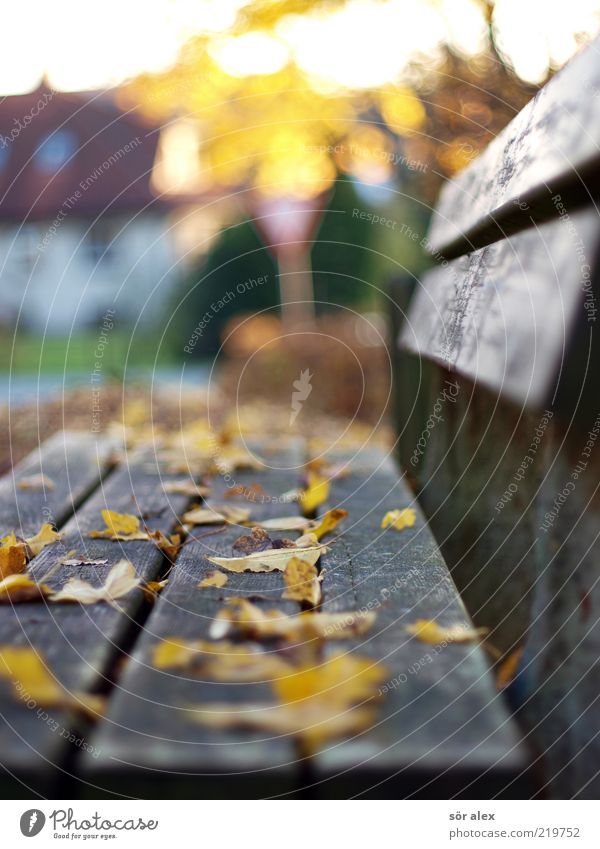 Bank im Dorf Natur Herbst Blatt Herbstlaub Haus Parkbank Holz Erholung gelb ruhig Idylle herbstlich sentimental Oktober Ruhestand Älterwerden alt Außenaufnahme