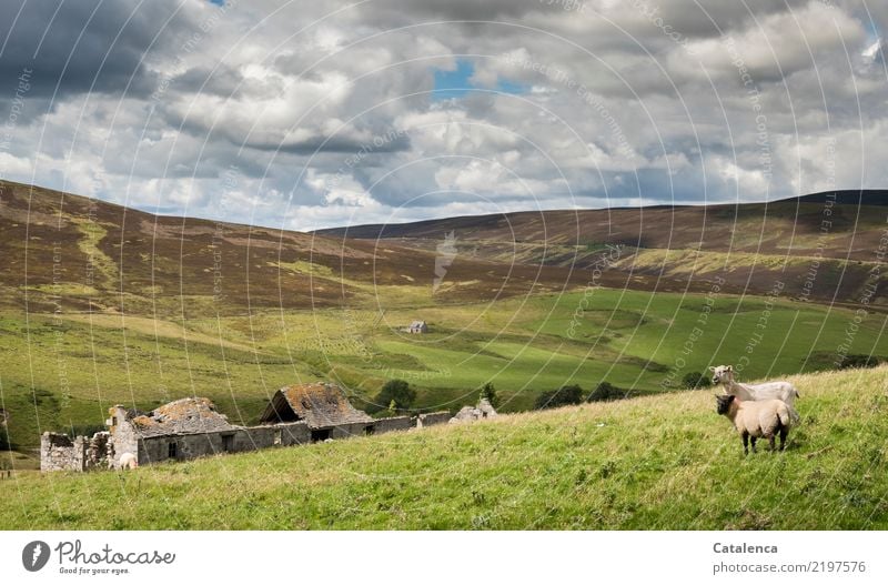 Schafweide mit Hausruine Sommer wandern Natur Landschaft Himmel Wolken Schönes Wetter Gras Sträucher Wiese Hügel Moor Sumpf Ruine 2 Tier beobachten laufen