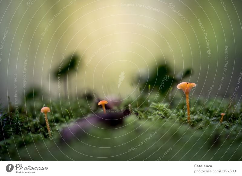 wachsen und gedeihen | wie die Pilze aus dem Boden schießen Natur Pflanze Sonnenlicht Herbst Schönes Wetter Moos Blatt Wald leuchten Wachstum frisch schön klein