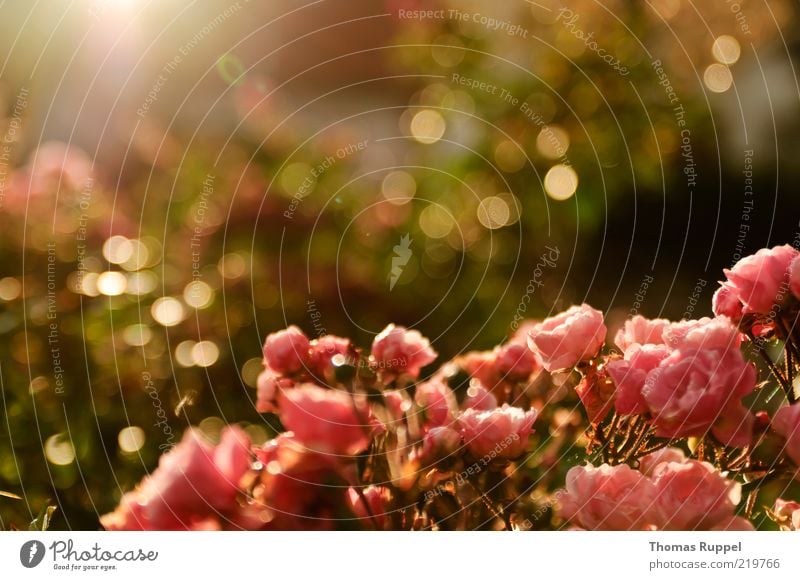 Rosen in der Sonne Natur Pflanze Sonnenlicht Sommer Herbst Schönes Wetter Blume Sträucher Blatt Blüte Grünpflanze Garten Park Blühend leuchten Wärme rosa