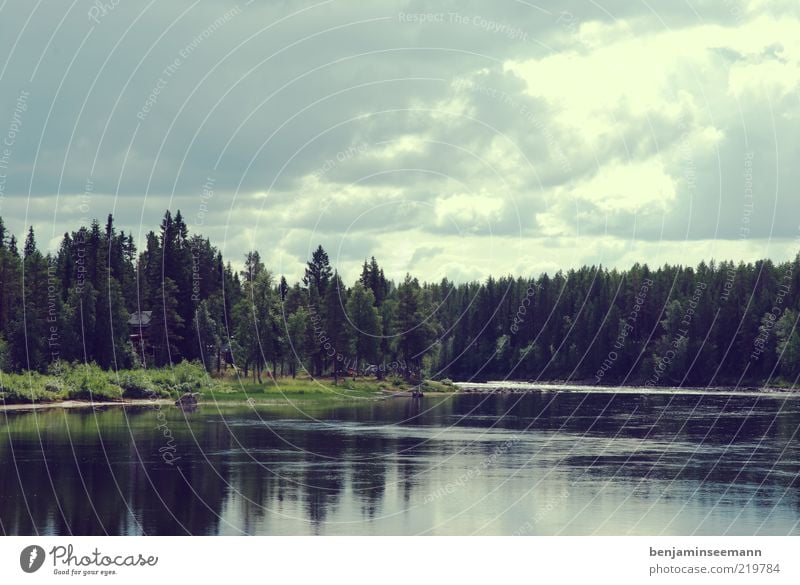 Vindelälven - Schweden Ferien & Urlaub & Reisen Freiheit Fluss Flussufer Wald Nadelbaum Umwelt Natur Landschaft Wasser Sommer Schönes Wetter Baum ruhig