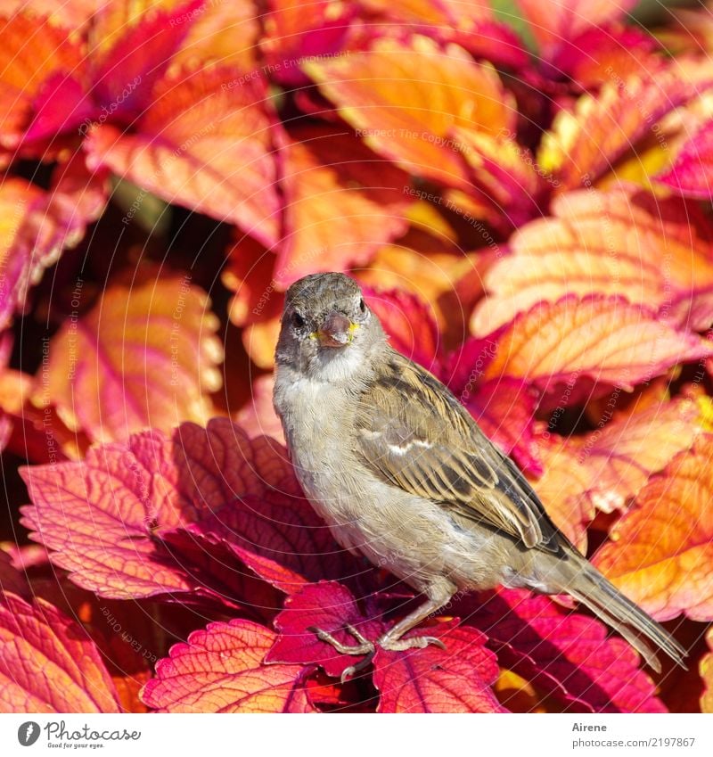 is' was?! Blatt exotisch Zierpflanze Tier Vogel Spatz 1 frech frei Freundlichkeit schön klein natürlich niedlich gelb orange rosa rot Vertrauen zutraulich