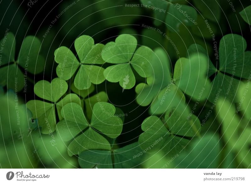 Glück Natur Pflanze Frühling Blatt Wiese Klee Kleeblatt Farbfoto mehrfarbig Außenaufnahme Menschenleer Textfreiraum oben Schwache Tiefenschärfe Glücksbringer