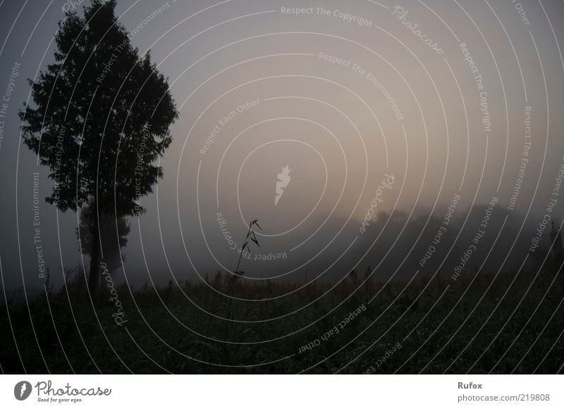 Verschwinden im Nebel - Der Morgen Berge u. Gebirge Umwelt Landschaft Himmel Herbst schlechtes Wetter Baum Hügel Rauch bedrohlich dunkel gruselig Stimmung