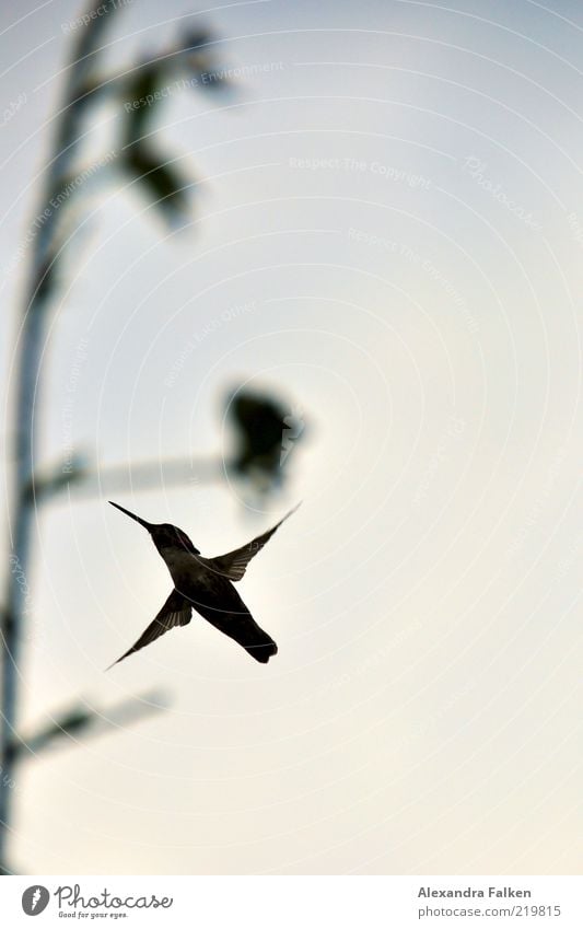 Hummingbird Umwelt Natur Tier Vogel Kolibris 1 fliegen flattern Schweben Farbfoto Gedeckte Farben Außenaufnahme Menschenleer Textfreiraum rechts