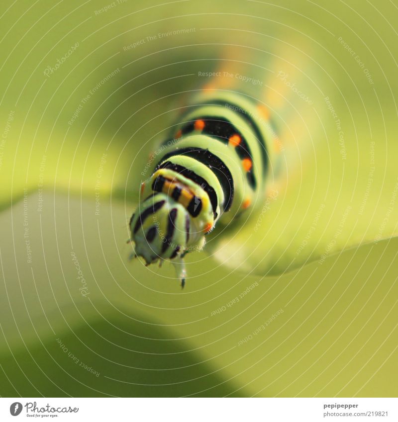 Übergang Natur Pflanze Sommer Schönes Wetter Blatt Grünpflanze Wildtier Tiergesicht 1 Fressen grün Farbfoto mehrfarbig Außenaufnahme Nahaufnahme Detailaufnahme