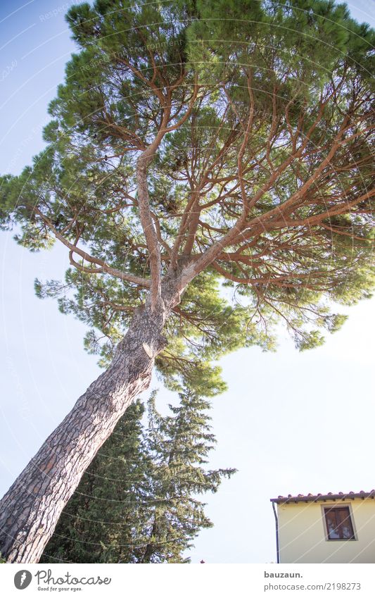 oh tannenbaum. Ferien & Urlaub & Reisen Tourismus Freiheit Häusliches Leben Wohnung Haus Garten Umwelt Natur Landschaft Himmel Klima Schönes Wetter Pflanze Baum