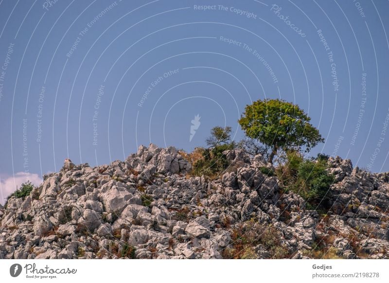 standhafter Baum umgeben von Felsen auf dem Gipfel eines Berges Natur Landschaft Pflanze Erde Wolkenloser Himmel Sommer Sträucher Wildpflanze Berge u. Gebirge