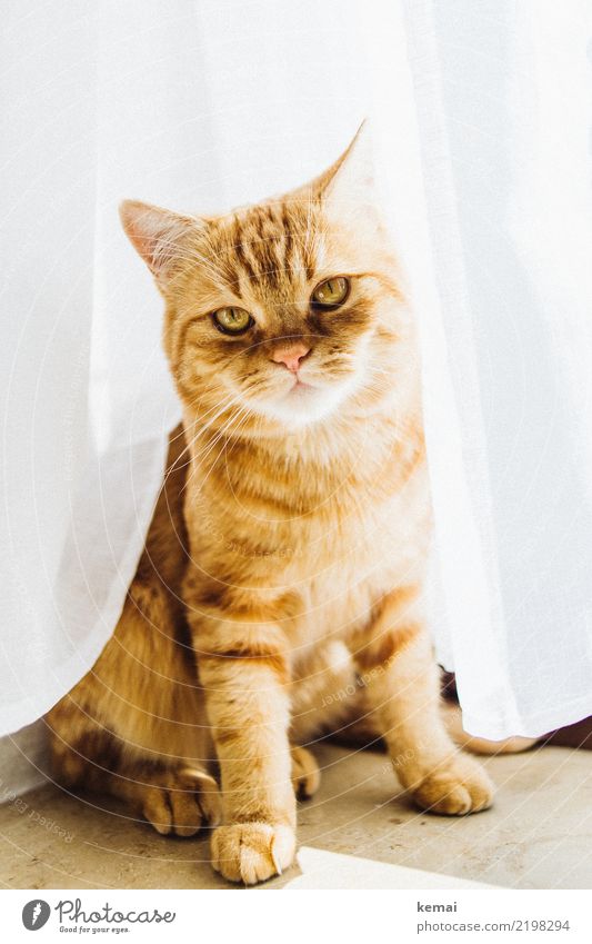 Eff off! Häusliches Leben Tier Haustier Katze Tiergesicht Fell Pfote 1 Blick sitzen warten authentisch Coolness niedlich rebellisch schön orange weiß