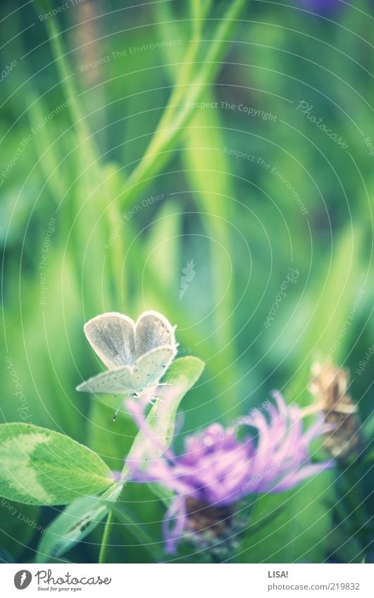 frühling im herbst Natur Pflanze Frühling Gras Blatt Blüte Grünpflanze Wildpflanze Kleeblüte Kleeblatt Wiese Tier Wildtier Schmetterling Flügel 1 braun grün