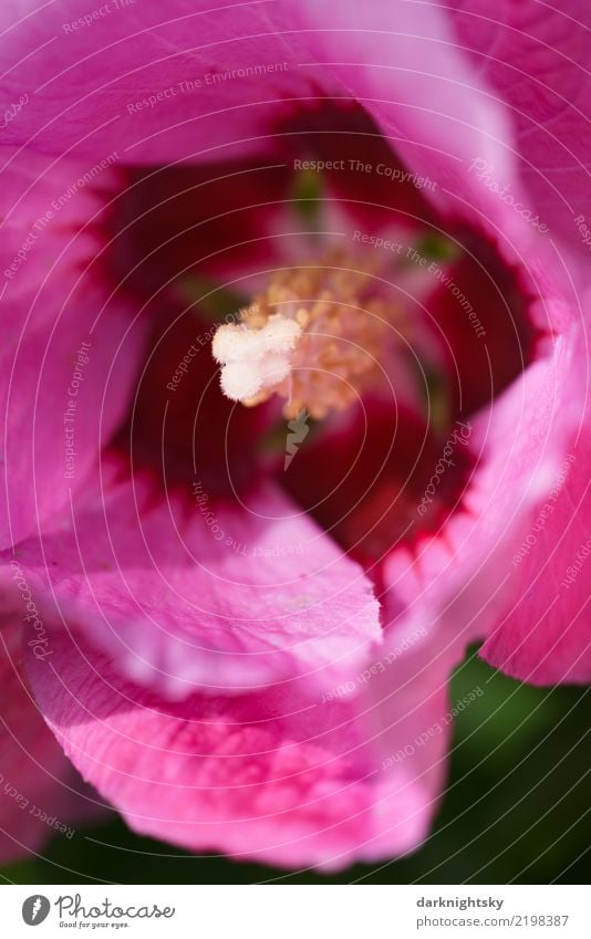 Blüte eines Straucheibisch oder Hibiskus Natur Pflanze Blume Blatt exotisch Hibiscus syrischer Straucheibisch Duft dünn frisch natürlich positiv schön Erotik