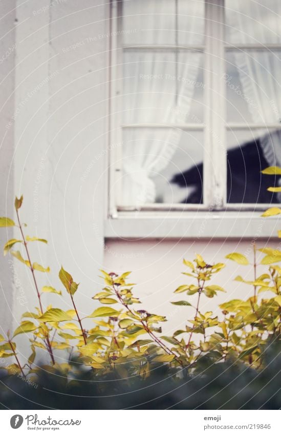 hinter den Gardinen Pflanze Sträucher Blatt Einfamilienhaus Gebäude Mauer Wand Fassade Fenster alt einzigartig Hecke altmodisch Altbau Farbfoto Außenaufnahme