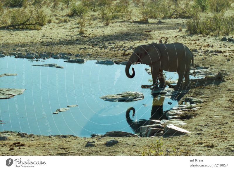 Elefantenbad Natur Wasser Tier Wildtier 1 wild Farbfoto Tierjunges Elefantenbaby Rüssel Wasserstelle Wasseroberfläche Textfreiraum links Steppe Savanne