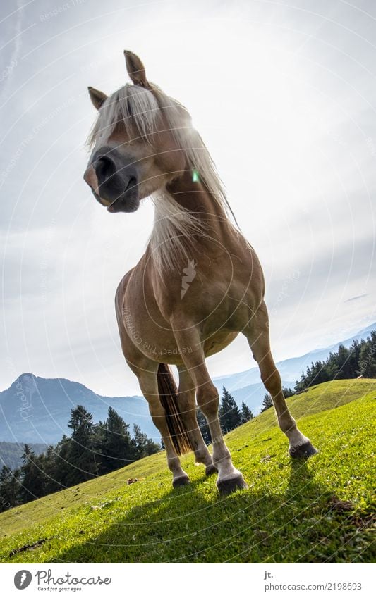 Pferd auf Almwiese Reiten Ferien & Urlaub & Reisen Berge u. Gebirge wandern Reitsport Umwelt Natur Landschaft Himmel Sonne Herbst Schönes Wetter Gras Wald Hügel