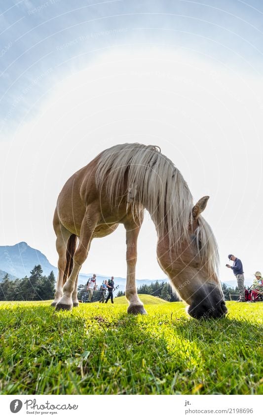 Pferd auf Almwiese Reiten Tourismus Ausflug Berge u. Gebirge wandern Reitsport Klettern Bergsteigen Mensch Junge Frau Jugendliche Junger Mann Weiblicher Senior