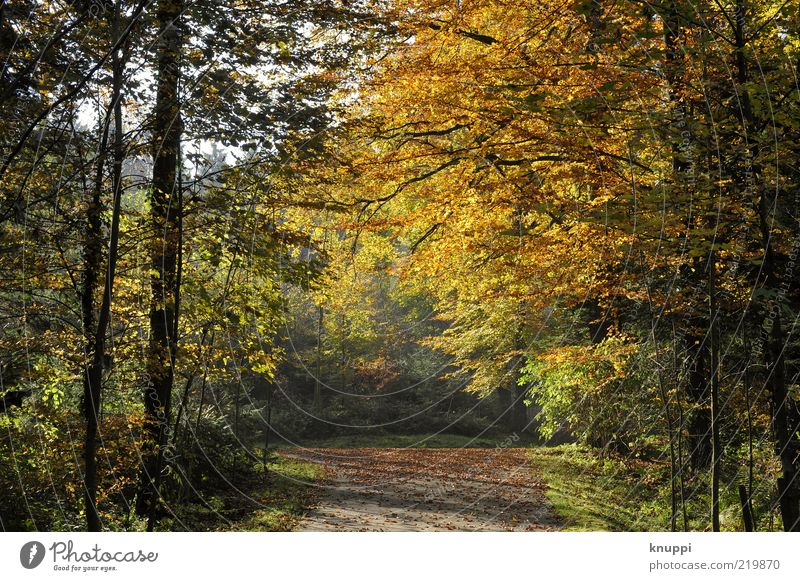 Herbst Umwelt Natur Schönes Wetter Pflanze Baum Sträucher Blatt Wildpflanze Wald träumen braun gelb gold grün schwarz Laubbaum Herbstlaub herbstlich