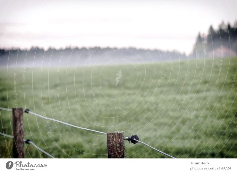 !Trash! 2017| Morgens am Zaun. Umwelt Natur Landschaft Wiese Wald Hügel Pfosten Draht Holz kalt grün Morgennebel Farbfoto Außenaufnahme Menschenleer