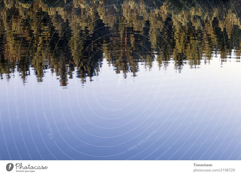 So blind to see. Umwelt Natur Pflanze Wasser Himmel Sonnenaufgang Sonnenuntergang Schönes Wetter Wald See ästhetisch einfach frisch natürlich blau grün schwarz