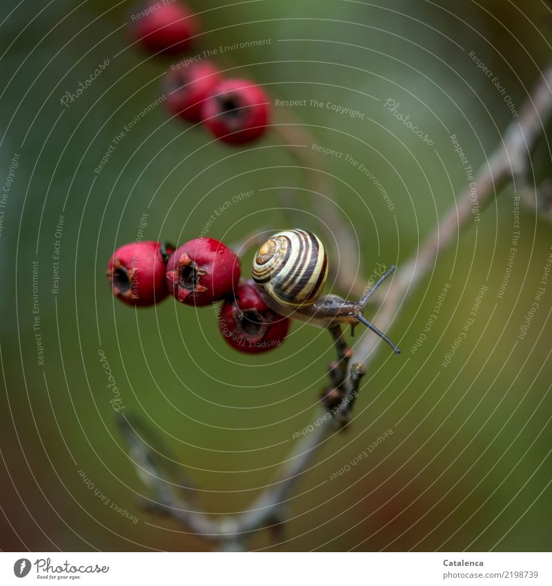 Schnecken und Weissdornbeeren Natur Pflanze Tier Herbst Hecke Garten Schnikelschnecke 1 dehydrieren sportlich braun gelb grün rot achtsam beweglich Ausdauer