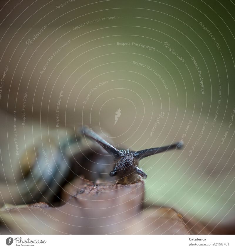 Doppeldeutigkeiten | Wegsehen. Schneckenaugen Natur Pflanze Tier Herbst Blatt verwelktes Blatt Schnierkelschnecke 1 Fressen kalt klein schleimig braun grün