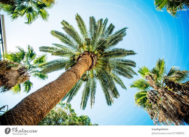 Palme Ferien & Urlaub & Reisen Tourismus Ausflug Abenteuer Ferne Freiheit Sightseeing Städtereise Kreuzfahrt Sommer Sommerurlaub Sonne Pflanze Baum Holz blau