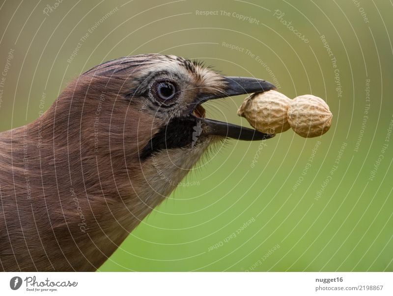 Eichelhäher Umwelt Natur Tier Frühling Sommer Herbst Schönes Wetter Erdnuss Garten Park Wiese Wald Wildtier Vogel Tiergesicht Flügel 1 ästhetisch authentisch