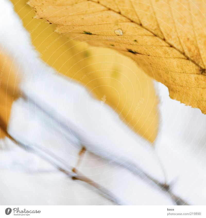 Blättchen II Gemälde Natur Herbst Blatt leuchten dehydrieren Wachstum ästhetisch außergewöhnlich schön braun gelb gold grau Stimmung Vergänglichkeit Farbfoto