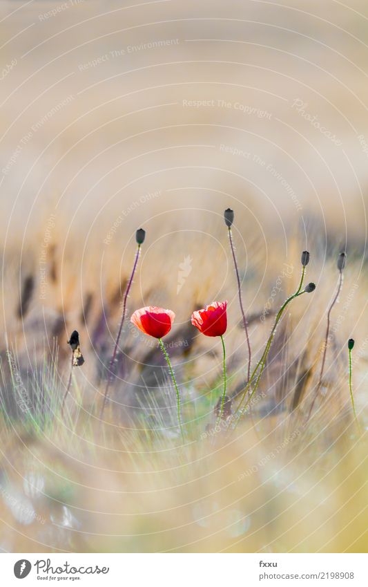 Mohn Gerste Feld rot Getreide Sommer Postkarte Glückwünsche Geburtstag Natur Mohnblüte Kornfeld Blume Sonne Gegenlicht Pflanze Klatschmohn Blüte mehrfarbig