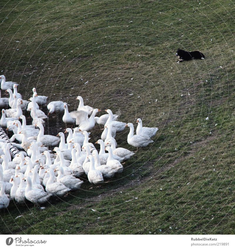 Meine Nachbarschaft Umwelt Natur Gras Wiese Tier Nutztier Hund Gans Tiergruppe Schwarm beobachten füttern Farbfoto Gedeckte Farben Außenaufnahme Tag