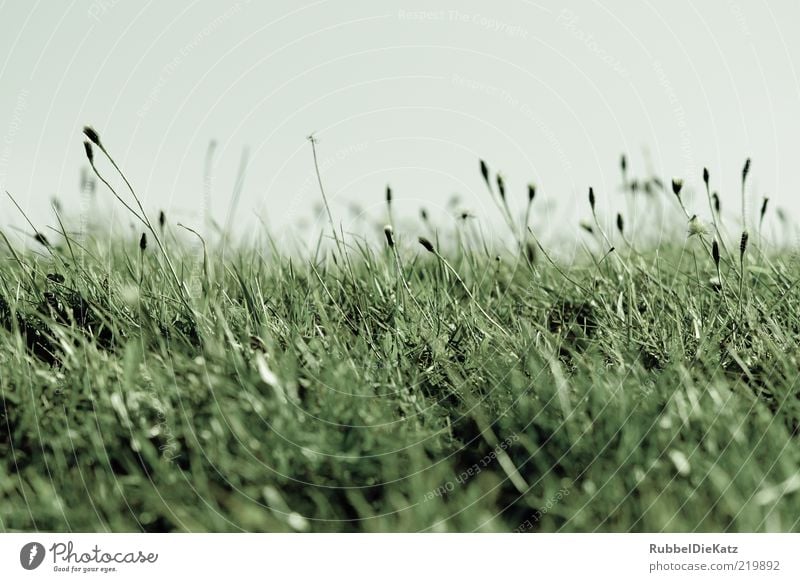 Wiesn Umwelt Natur Landschaft Himmel Sommer Pflanze Gras Wiese kalt blau grün Farbfoto Gedeckte Farben Außenaufnahme Menschenleer Tag Schwache Tiefenschärfe