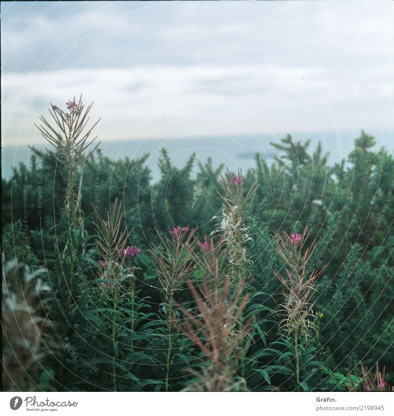 Klippenbewohner Umwelt Natur Pflanze Sommer Gras Sträucher Grünpflanze Küste Republik Irland Howth Blühend Erholung Wachstum stachelig blau grau grün ruhig