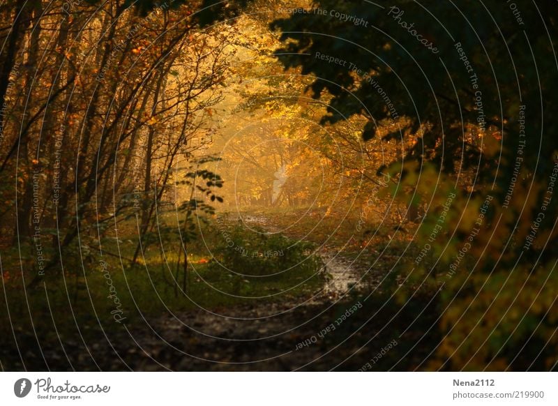 Into the light... Umwelt Natur Landschaft Erde Wasser Sonnenlicht Herbst Klima Wetter Schönes Wetter Nebel Pflanze Baum Gras Blatt Wald leuchten ästhetisch