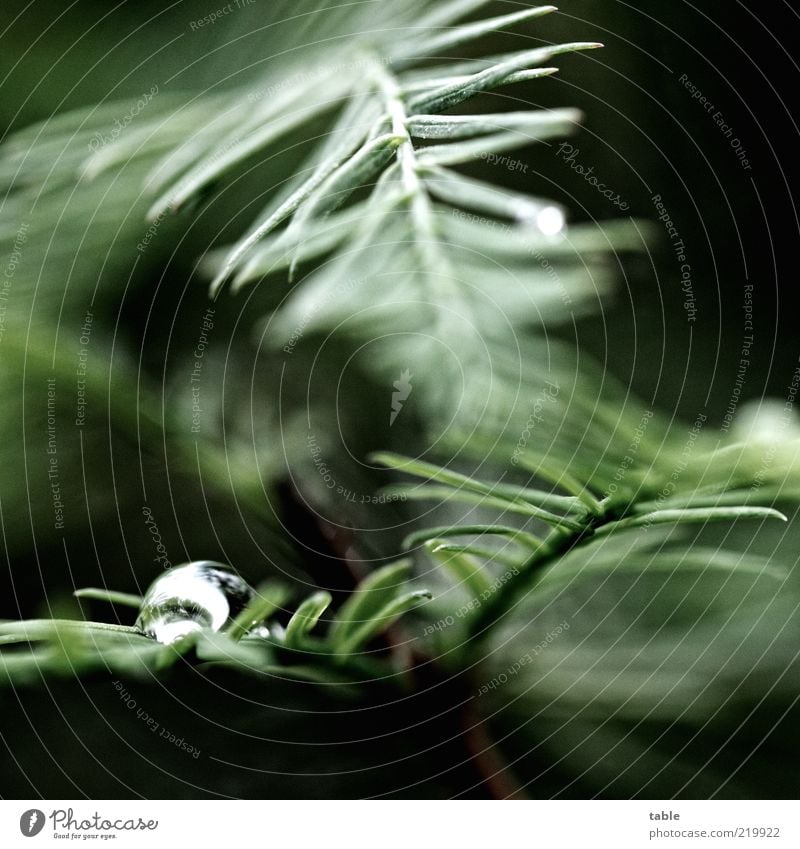 dunkeldüster Umwelt Natur Pflanze Wassertropfen Baum Blatt Grünpflanze Wildpflanze exotisch Nadelbaum leuchten Wachstum nass grün schwarz silber Farbfoto