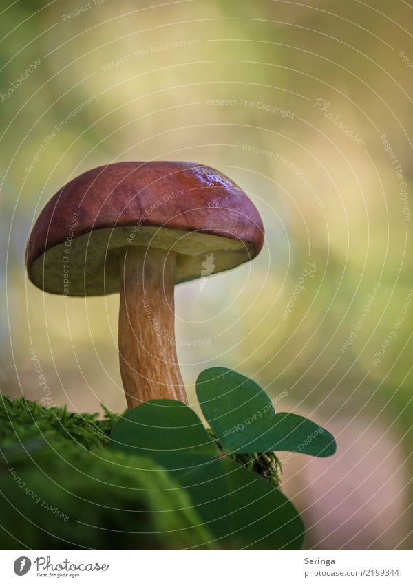 Braunkappe Natur Pflanze Tier Herbst Gras Moos Wildpflanze Park Wald Essen leuchten Wachstum Maronenröhrling Pilz Pilzhut Pilzsucher Pilzsuppe essbar schmeckt