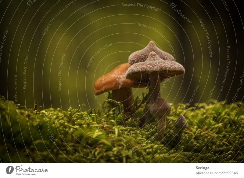 Zipfelmützen Umwelt Natur Landschaft Pflanze Tier Sonne Sommer Herbst Schönes Wetter Gras Moos Park Wiese Wald Wachstum Pilz Pilzhut Pilzsucher Pilzsuppe