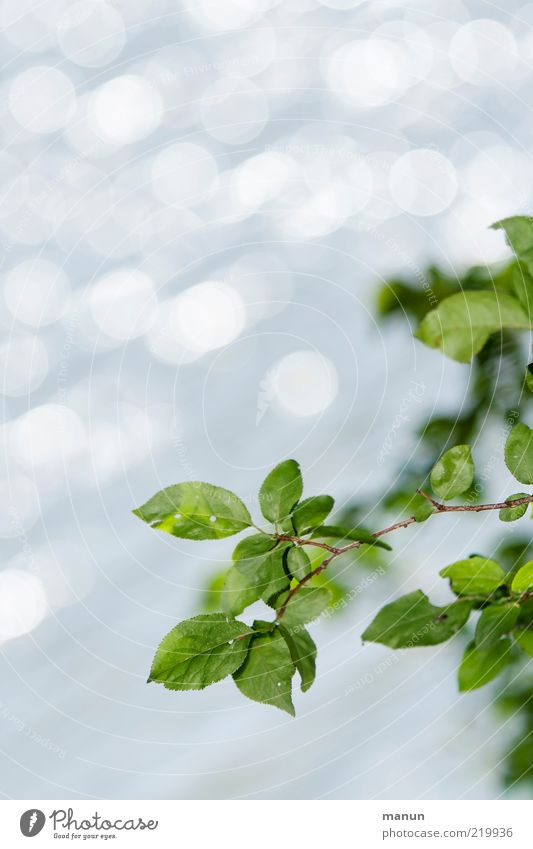 Blattgrün Natur Frühling Sommer Pflanze Sträucher Zweige u. Äste sommerlich frisch Frühlingsfarbe glänzend leuchten Wachstum hell natürlich Originalität schön