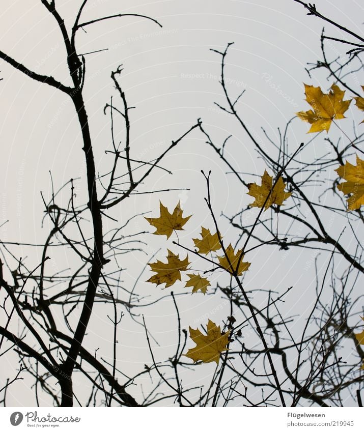 Herr Bst Herbst Pflanze Blatt Trauer Herbstlaub herbstlich Herbstfärbung Herbstbeginn Herbstwind Herbstwetter Herbsthimmel Ast Zweig Zweige u. Äste