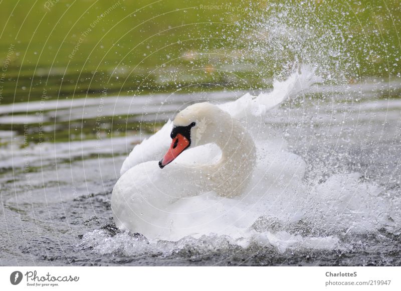 Schwanenhals elegant schön Leben Schwimmen & Baden Wassertropfen Wellen Teich See Bach Wildtier Flügel 1 Tier Tropfen Brunft glänzend außergewöhnlich weiß