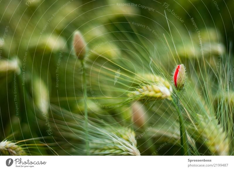 Mohnblume im Kornfeld Umwelt Natur Landschaft Pflanze Frühling Sommer Schönes Wetter Gras Nutzpflanze Getreide Gerste Gerstenfeld nachhaltig Umweltverschmutzung