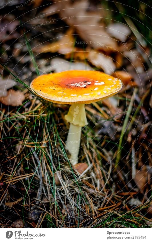 Fliegenpilz im Wald Ferien & Urlaub & Reisen wandern Umwelt Natur Landschaft Pflanze Pilz Park gelb rot schwarz Neugier Umweltverschmutzung Herbst herbstlich