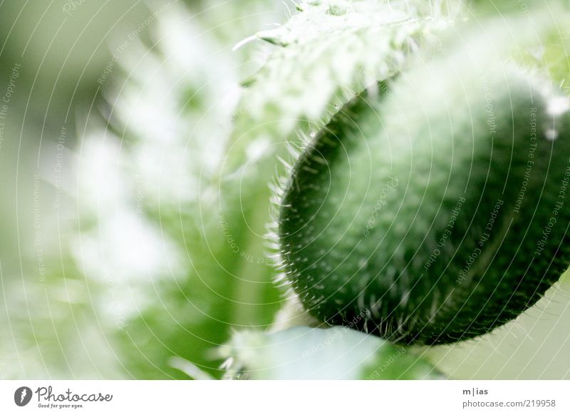 Mohn Lebensmittel Rauschmittel Natur Pflanze Sommer Blüte Grünpflanze Nutzpflanze Wildpflanze Blütenknospen Mohnkapsel ästhetisch kalt Vergänglichkeit Wachstum