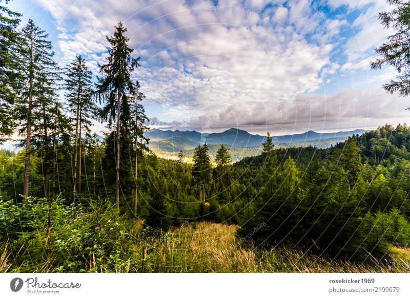 Alpenpanorama Erholung ruhig Ferien & Urlaub & Reisen Ausflug Ferne Freiheit wandern Natur Landschaft Wolken Schönes Wetter Wald Berge u. Gebirge Menschenleer