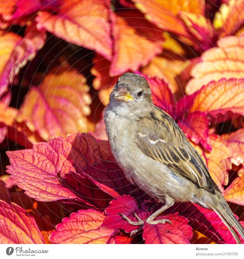 Spätzle Blatt Garten Tier Vogel Spatz 1 Blick sitzen Freundlichkeit klein nah Neugier niedlich gelb orange rosa rot Vertrauen Sympathie zutraulich Farbfoto