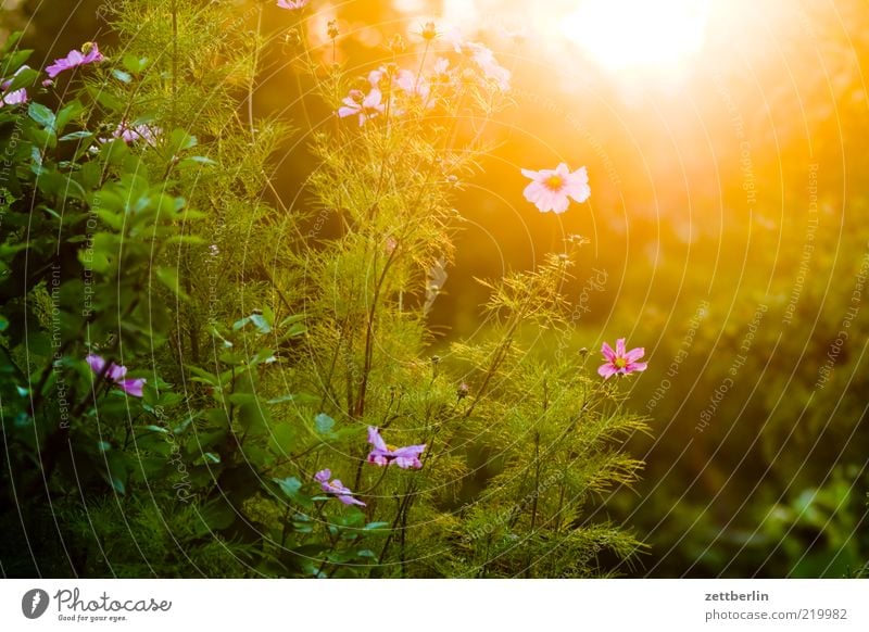 Letzte Sonne Garten Natur Pflanze Klima Klimawandel Wetter Schönes Wetter Blume Blüte Blühend genießen exotisch heiß blenden grell Schrebergarten Oktober