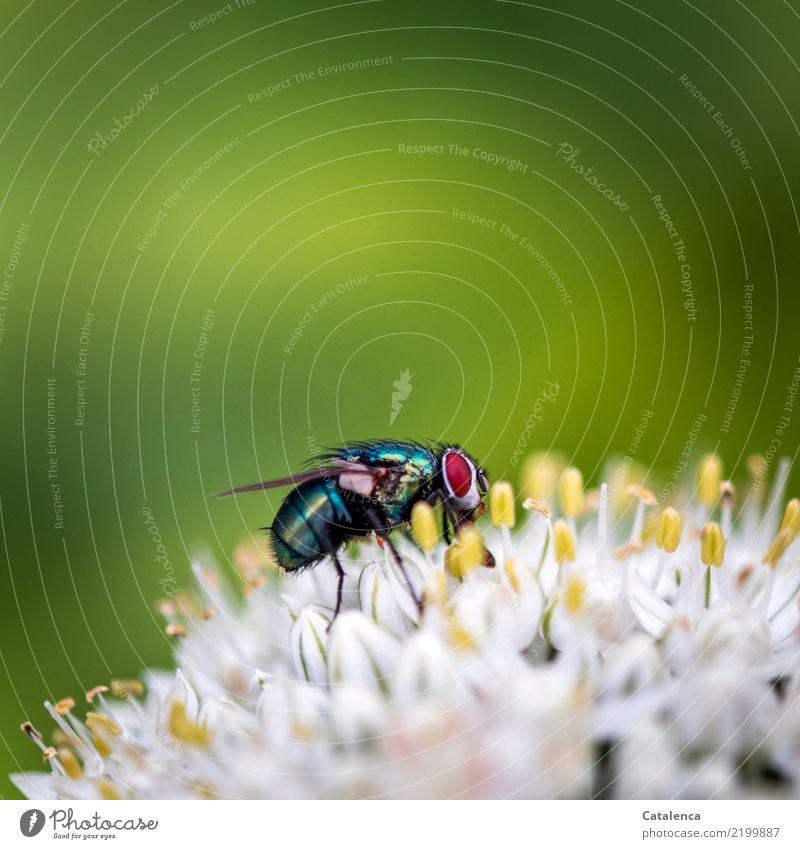 Erinnerungen an den Sommer, Fliege auf Lauchblüten Natur Pflanze Tier Blüte Lauchgemüse Porree Garten Schmeißfliege 1 fliegen Fressen Duft gelb grün rot schwarz