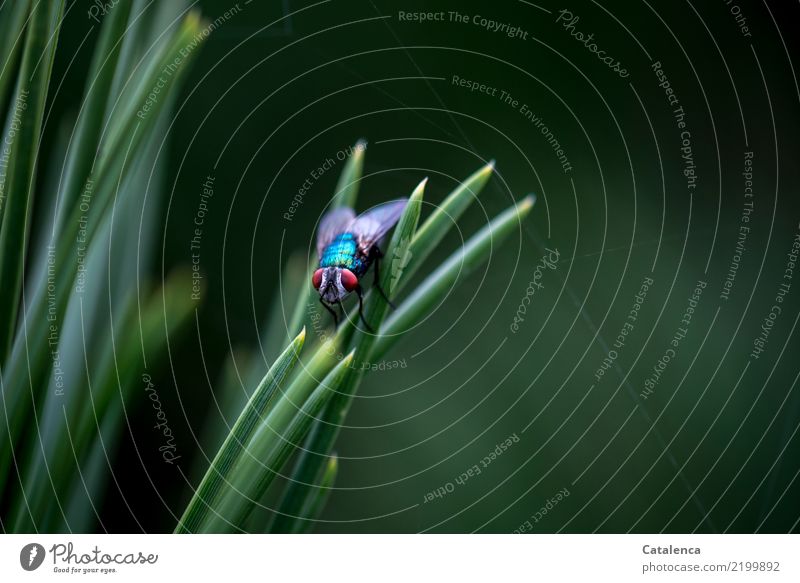 Fischfutter | die Fische mögen sie, die Schmeißfliege Natur Pflanze Tier Sommer Baum Kiefernnadeln Garten Park Fliege 1 beobachten fliegen schön klein blau grün