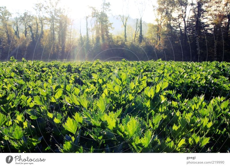 Sellerie Lebensmittel Gemüse Umwelt Natur Landschaft Pflanze Himmel Sonne Sonnenlicht Herbst Schönes Wetter Baum Nutzpflanze Feld Gesundheit natürlich Farbfoto